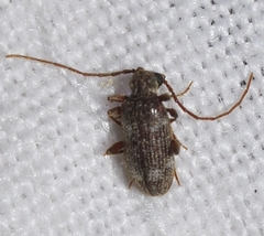 Ptinus