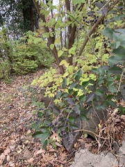 Ligustrum ovalifolium