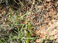 Ophrys speculum