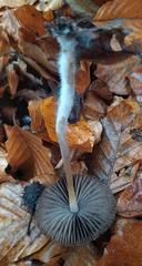 Parasola conopilea