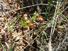 Ophrys speculum
