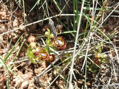 Ophrys speculum