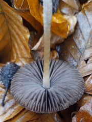 Parasola conopilea