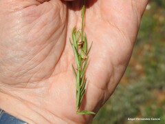 Polygala monspeliaca