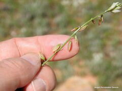 Polygala monspeliaca