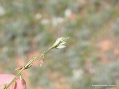 Polygala monspeliaca