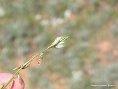 Polygala monspeliaca