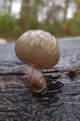 Oudemansiella mucida