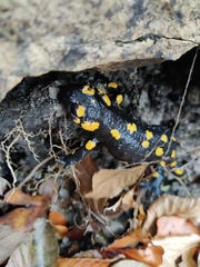Salamandra salamandra