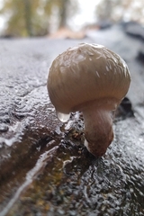 Oudemansiella mucida