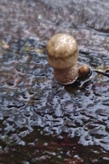 Oudemansiella mucida