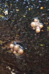 Oudemansiella mucida