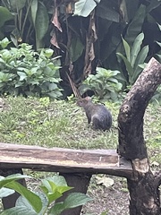 Dasyprocta fuliginosa