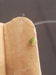 Nigma walckenaeri