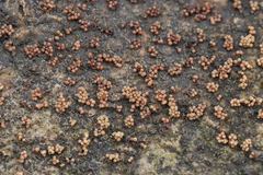 Thyronectria aurigera