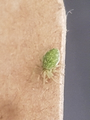 Nigma walckenaeri