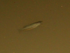 Trichopodus trichopterus