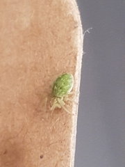 Nigma walckenaeri