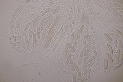 Thyronectria aurigera