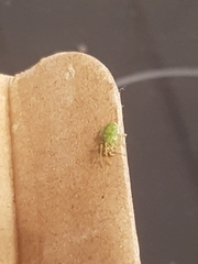 Nigma walckenaeri