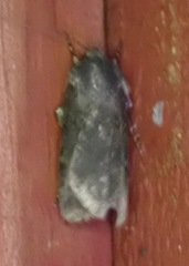 Euxoa velleripennis