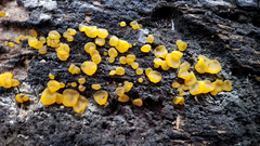 Dacrymyces