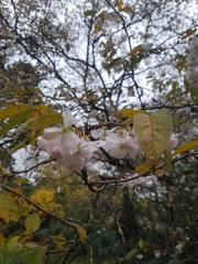 Prunus avium