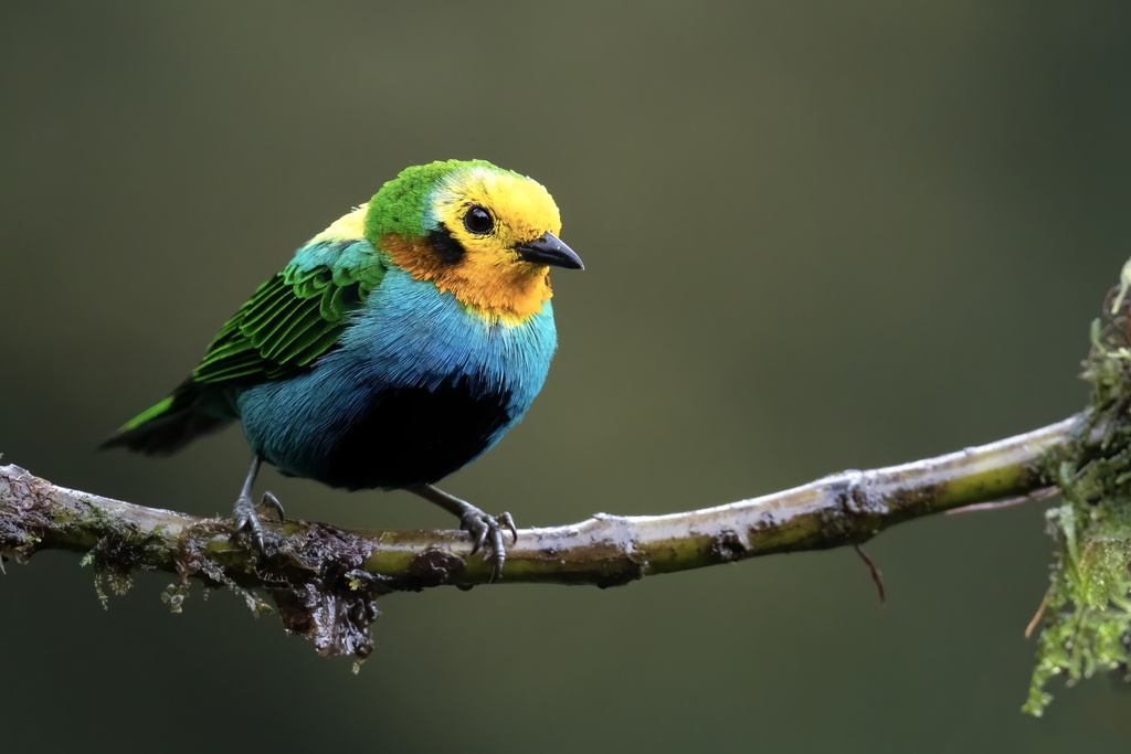Multicolored Tanager (Chlorochrysa nitidissima) photo