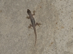 Hemidactylus platyurus