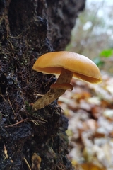 Galerina marginata