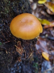 Galerina marginata