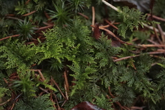 Thuidium tamariscinum