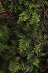 Thuidium tamariscinum