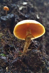Galerina marginata