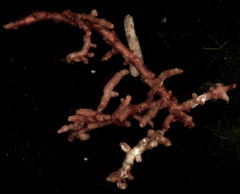 Tomentella sublilacina