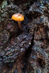 Galerina marginata
