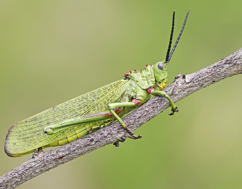 Green Milkweed Locust