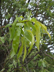 Salix acutifolia