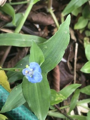 Commelina eckloniana