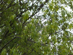 Salix acutifolia
