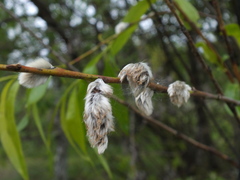 Salix acutifolia
