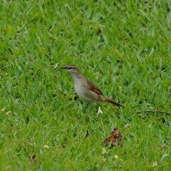 Certhiaxis cinnamomeus