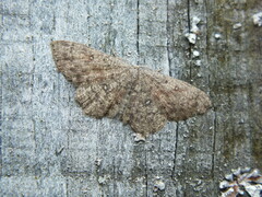 Cyclophora pendularia