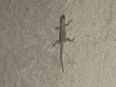 Hemidactylus platyurus