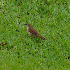 Certhiaxis cinnamomeus