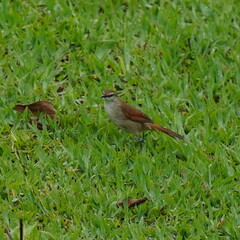 Certhiaxis cinnamomeus