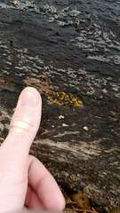 Dacrymyces