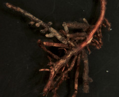 Tomentella sublilacina