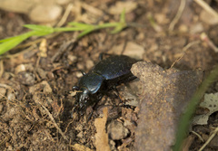 Carabus