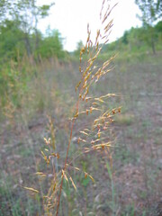 Sorghastrum